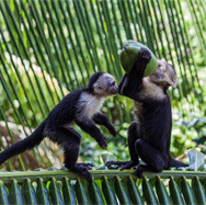 Monkeys, Costa Rica